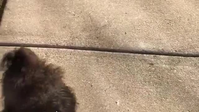 Small black dog snoot challenge misses bark
