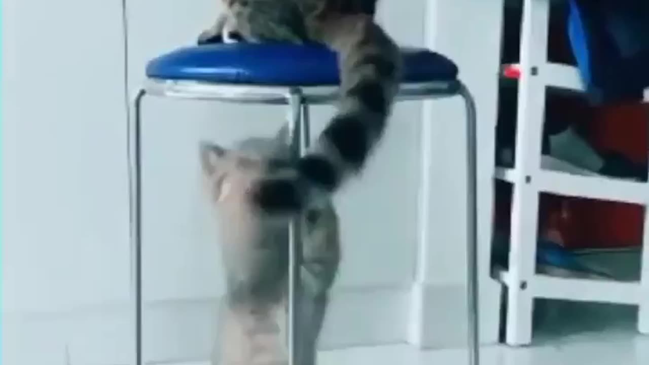 Funny Cute Cats Priceless Compilations| Cats&kittens love privacy| Viral and Trending