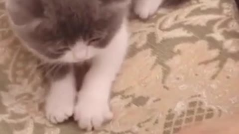 Funny cat vedio 2021