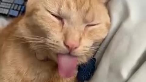Funny pet funny reaction 😁😁😛😛😍😍😎😎