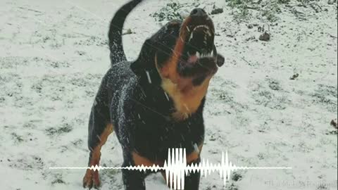 Dog banking sounds good night and good dog