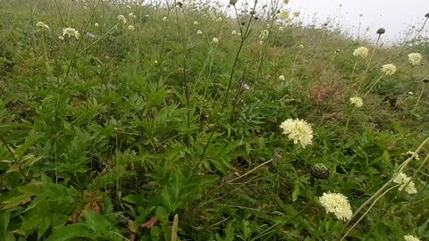 VIEWS FROM THE PLATEAU-55