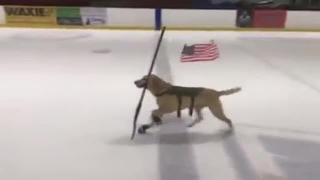 Ice Skating Dog Skates With Hockey Stick In Mouth