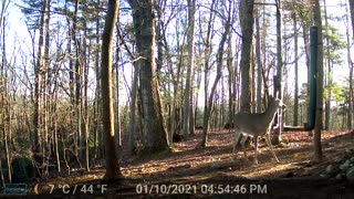 The Woods - 01/11/2022