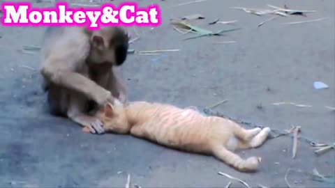 Funny monkey and cat Friendship Part 3