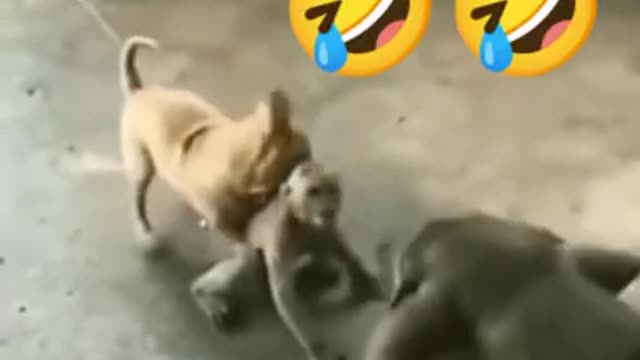 Funny Pets Video Compilation | Cute Funny Animals Videos 🐶🐱🐹🐔🐨🐼🦁🐯🐷🐮🐸🐴