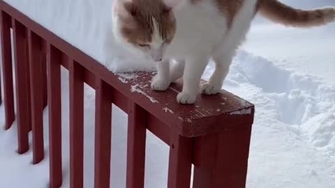 Cat funny video 😂 short clip 🤣