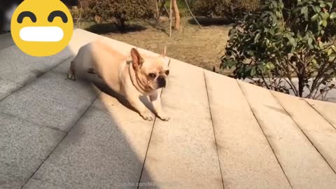 Funny Dog Videos 2022 Its time to laugh with Dog's Life