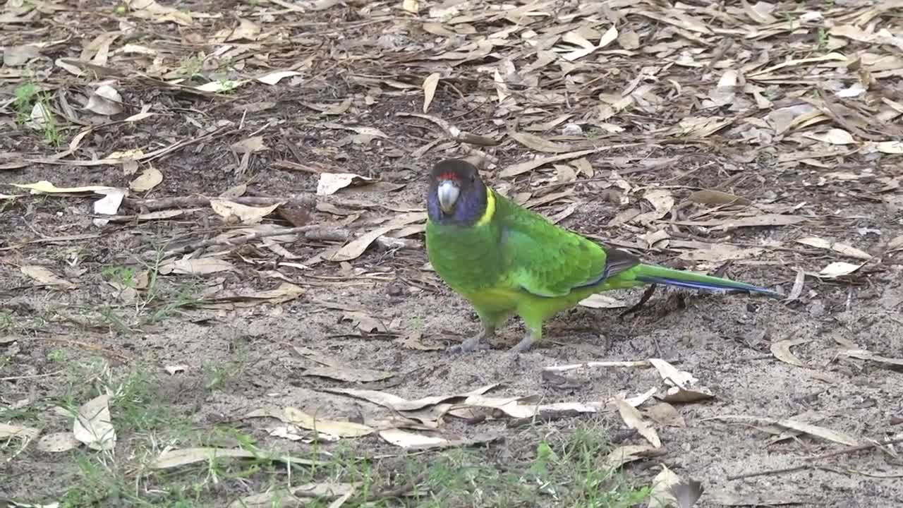 Australian ringneck parrot species (02)