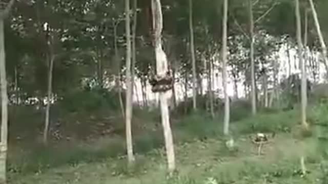 Sneaky Snake Ascends Tall Tree