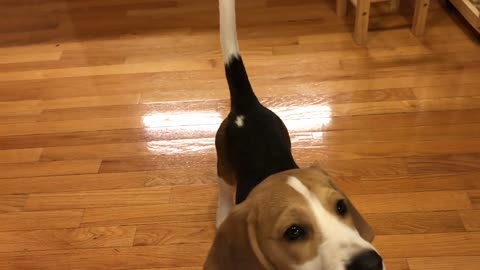 Top 10 Reasons To Get a Beagle puppy