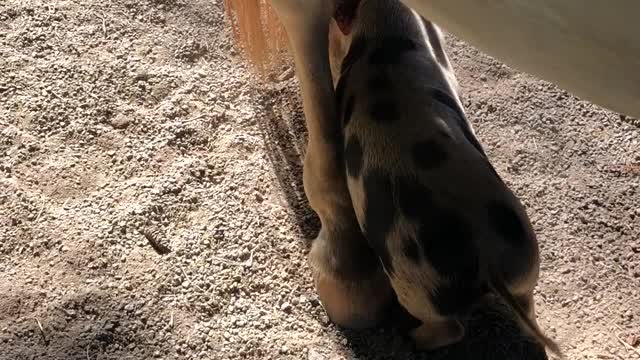 Gentle Horse Lets Piglet Friend Use Legs as an Itching Post