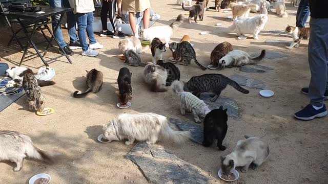 Cat heaven. Hundreds of cats' meals.