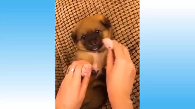 New cute pets and funny animals compilation / you can't stop laughing / cute pet garden