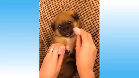 New cute pets and funny animals compilation / you can't stop laughing / cute pet garden