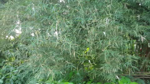 Beautiful Bamboo trees