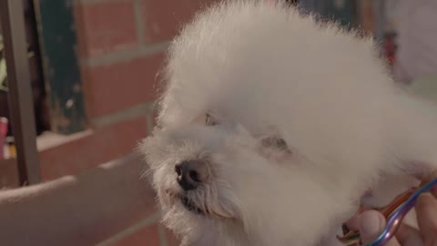 Dog groomer cutting hair to the adorable pet dog