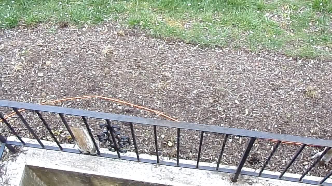 Squirrel Happy