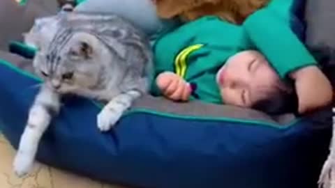 Dog & Cat &Baby Funny Video