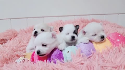 Cute Puppies