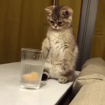 Funny cute cat watch till end | Cute cats