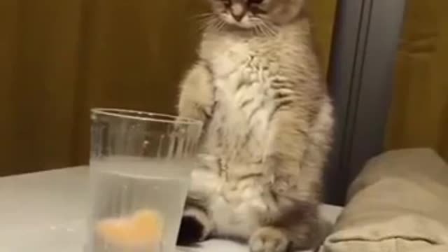 Funny cute cat watch till end | Cute cats