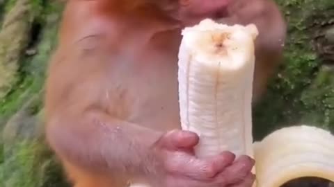 Cute baby monkey eating banana 🍌 🐵