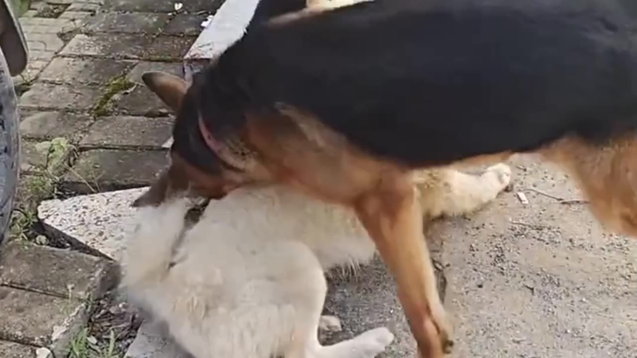 Dog fun