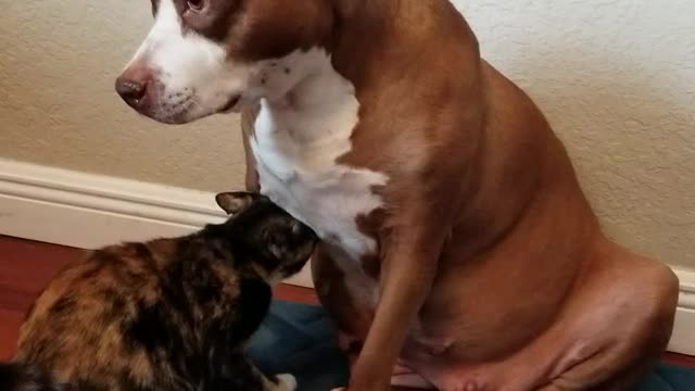 Affectionate pitbull nursing kitty cat