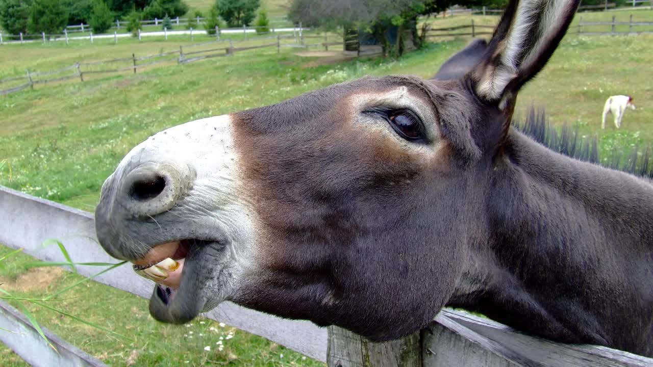 donkey sound effect