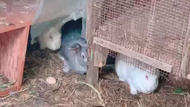 Rabbits with frightened eyes