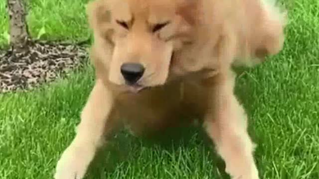 Funny Animals 🤣 Shorts Funny Dog 🐶 Shorts Animals