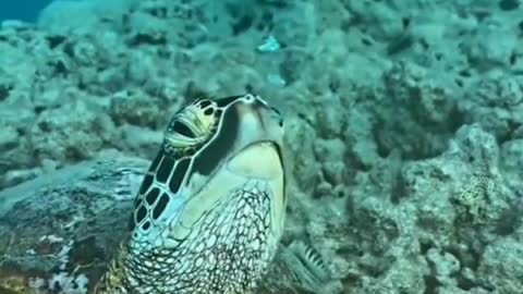 A turtle sleeping while spitting bubbles. It's too long to breathe!