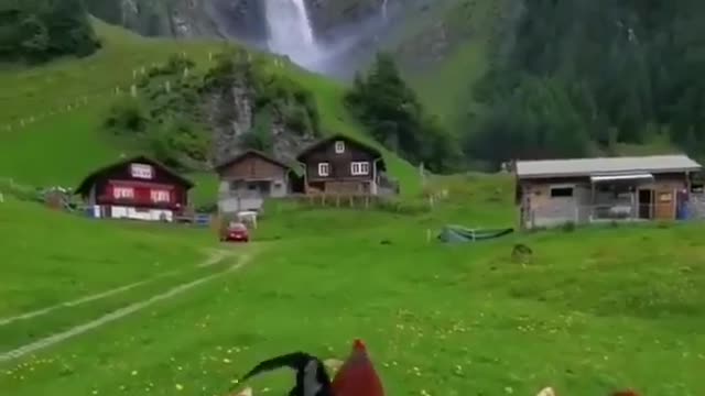 Chickens enjoying the Swiss countryside