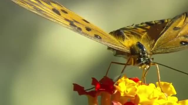 Butterfly_Video_Stock_Footage_Free_Download___Animals_HD.