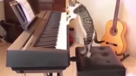 Cat music