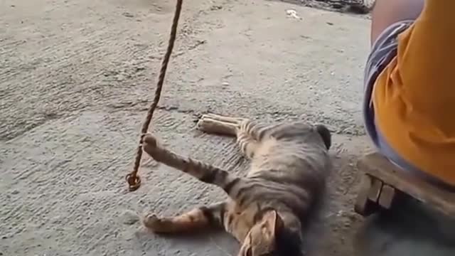 Cat swinging baby