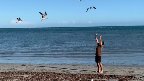 Dad Summoning Seagulls