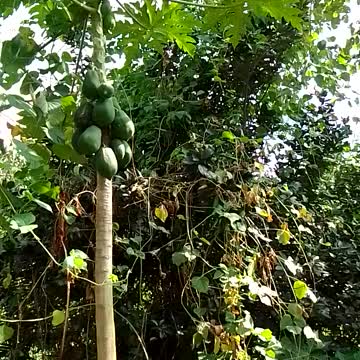 Pineapple tree special