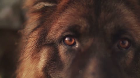 Watch The Beautiful Eyes Of This Adorable Puppy!