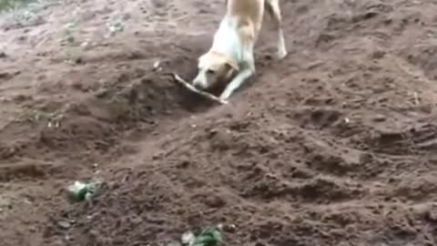 A smart dog has invented a new game that he can play himself!