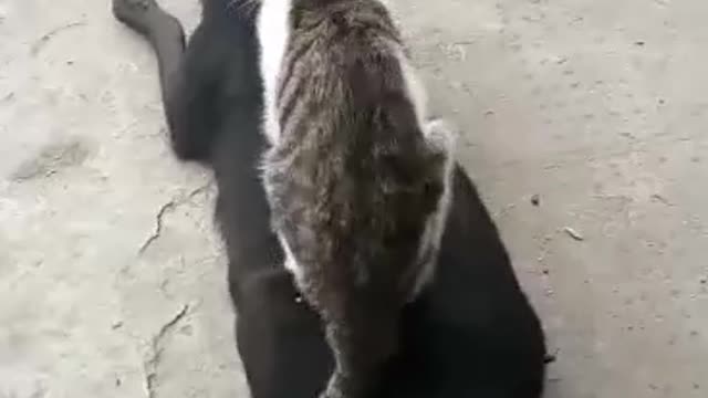 cat lying on dog's body blowing wind