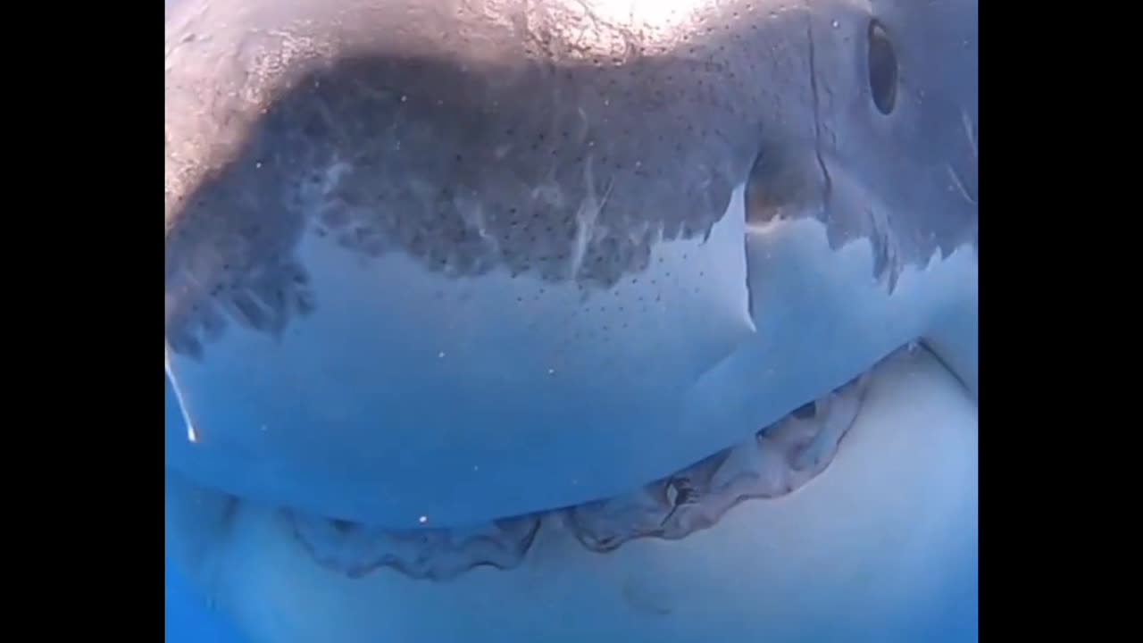 Great White Shark Bite