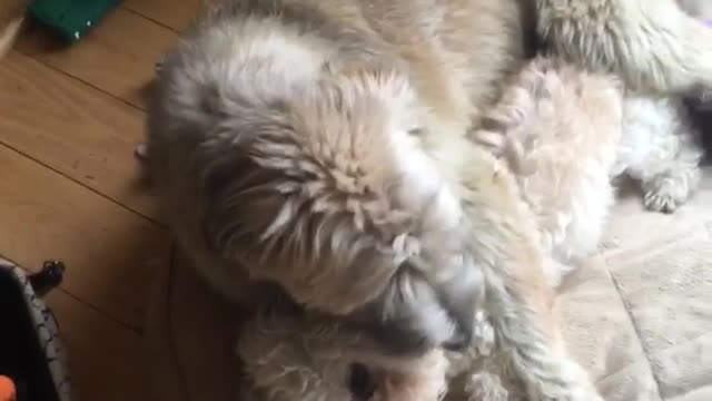 White dog sitting laying down on top of smaller dog