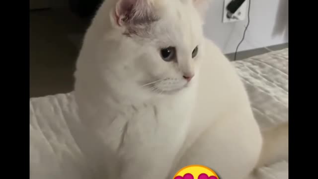 Looking Cute Cat