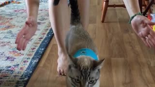 Cat Instantly Falls Over While Wearing Harness