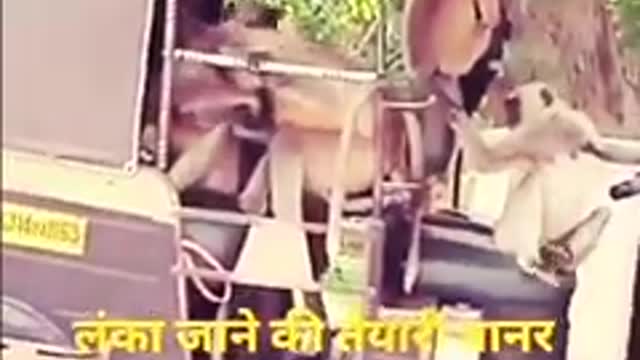 Funny monkey