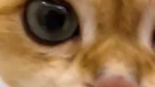 Funniest Cat Videos That Will Make You Laugh - Funny Cats and Dogs Videos