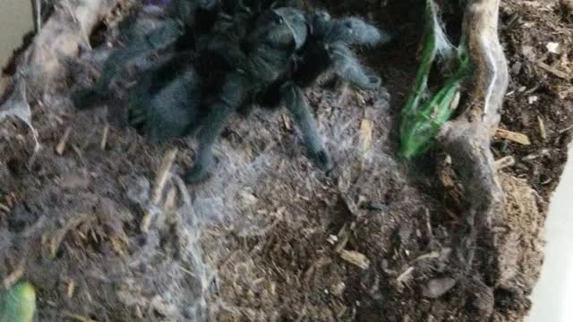 Tarantula Feeding G. Pulchra