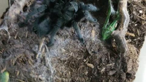 Tarantula Feeding G. Pulchra